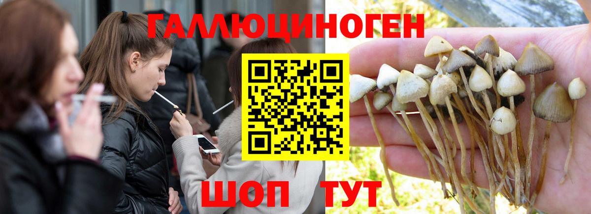 Псилоцибиновые грибы GOLDEN TEACHER Семилуки